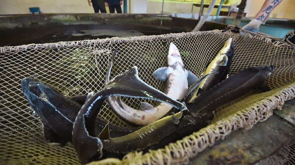 Фото: Анатолий Жданов / Коммерсантъ