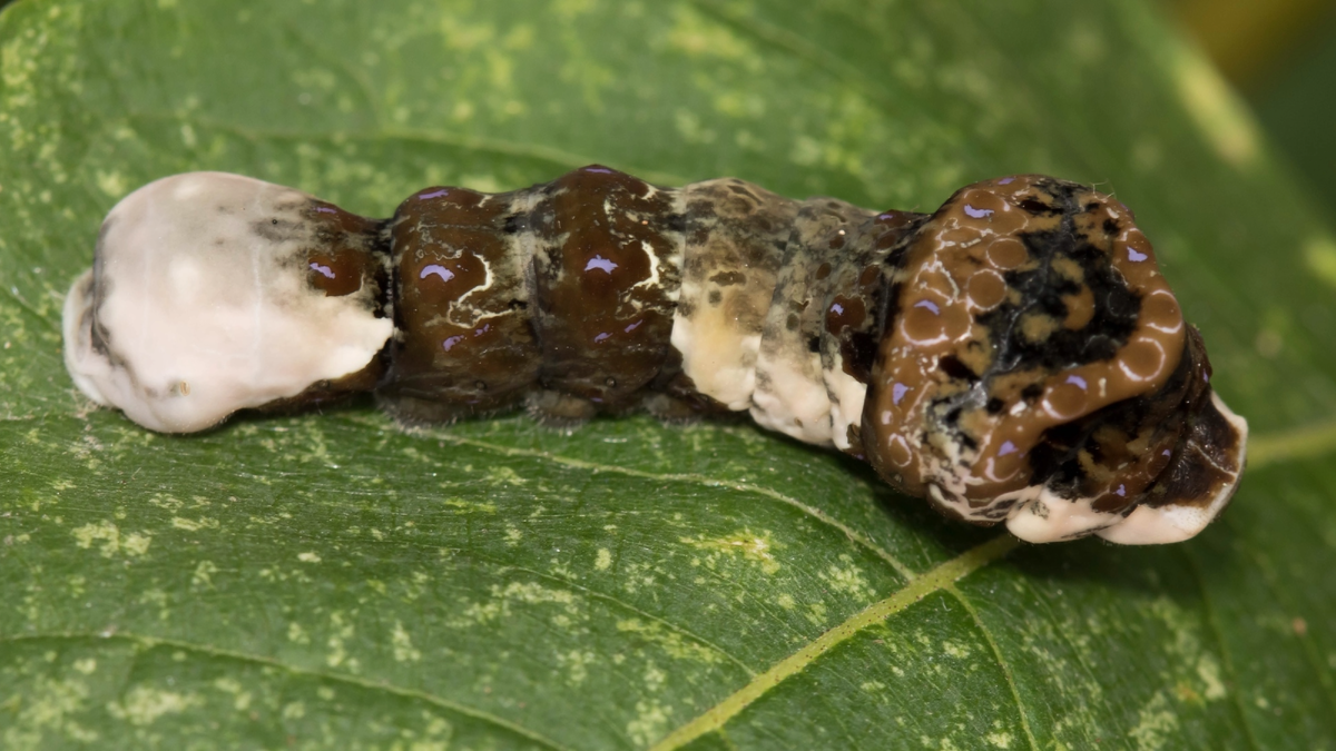 christopherswan – Heraclides cresphontes, 2017 г.