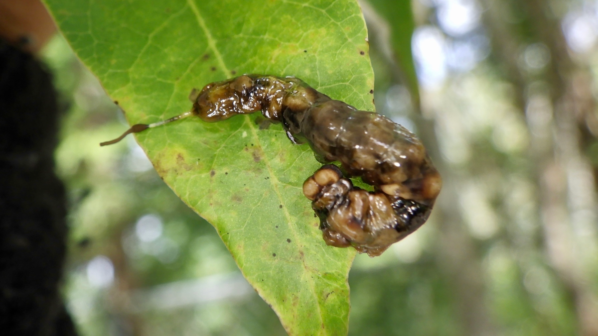 りなべる – Macrauzata maxima, 2021 г.