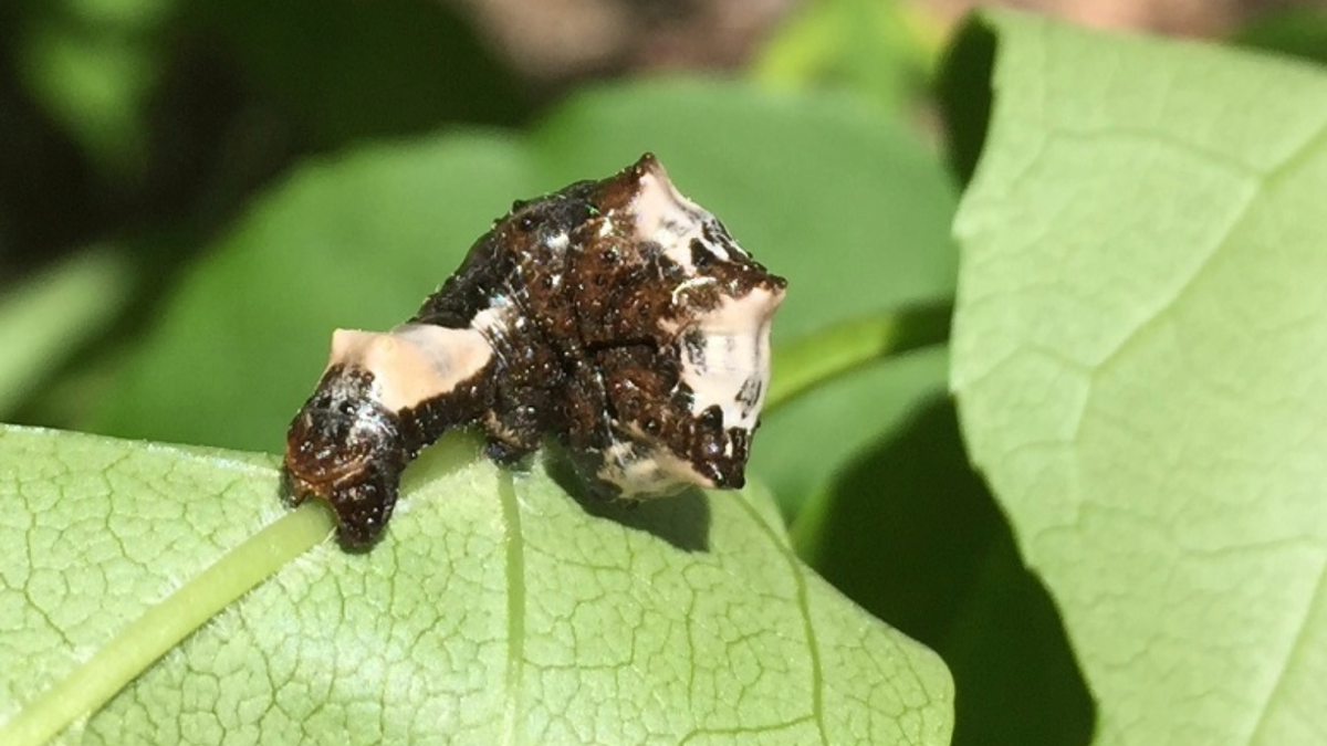 Paul B. – Apochima juglansiaria, 2019 г.