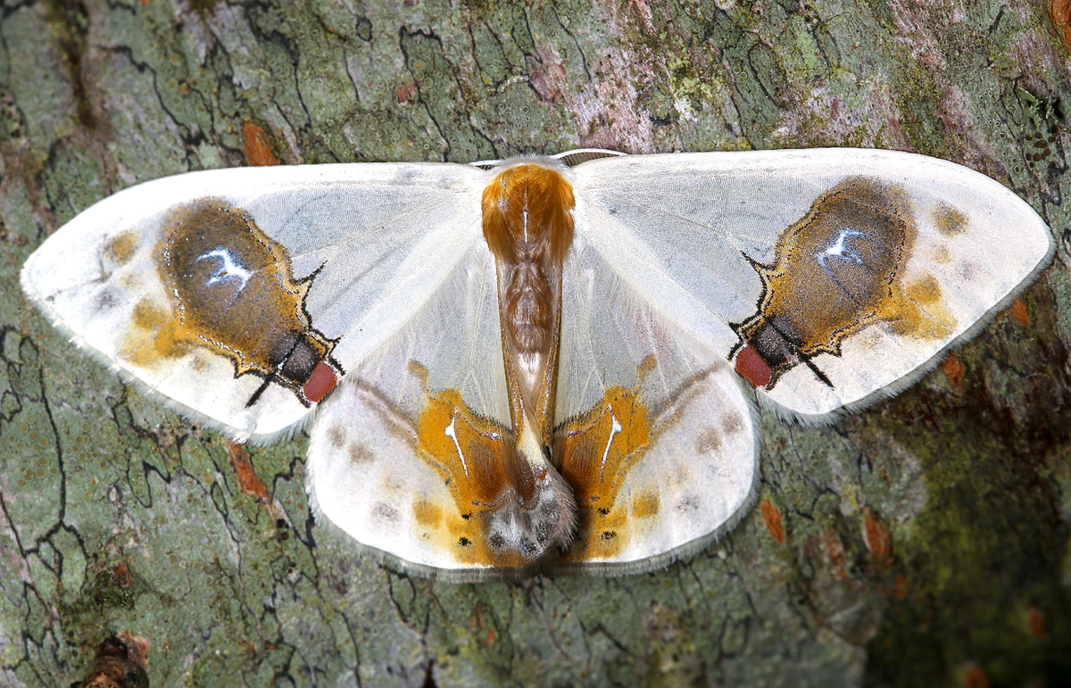 gernotkunz – Macrocilix maia, 2019 г.