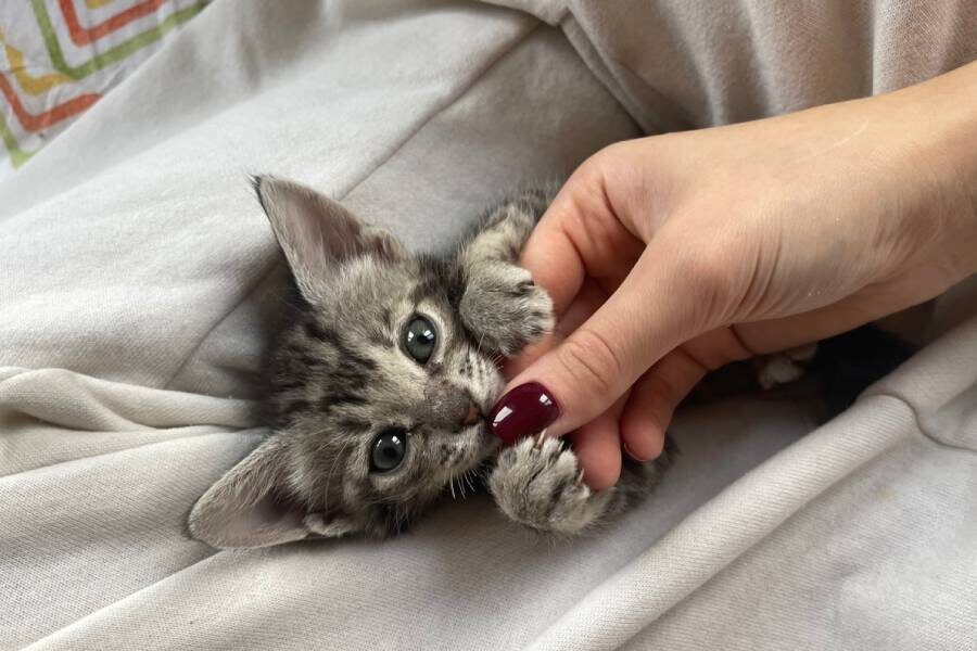 Булочка
Фото: личный архив