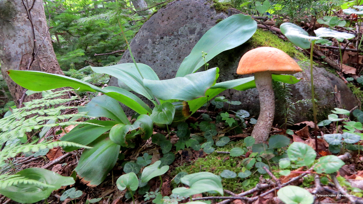 Роскошный подосиновик, найденный нами на склоне вулкана Берутарубе. Жаль только, что единственный))