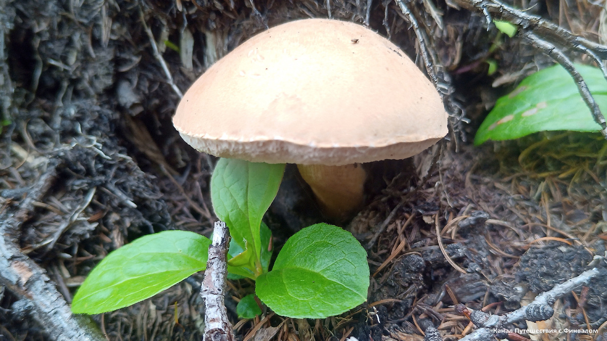 Горчак (желчник) и листочки клоповки.