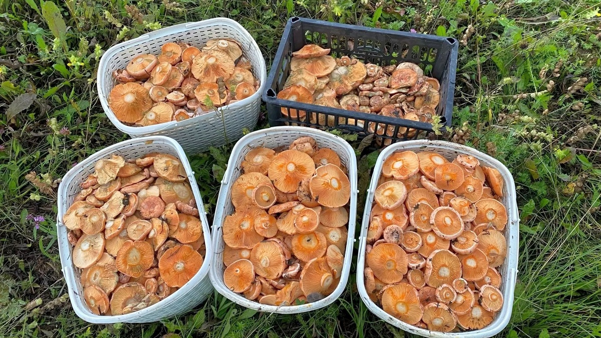 Рыжики в Тюменской области (Источник ©vk.com/tyumengrib?from=search)