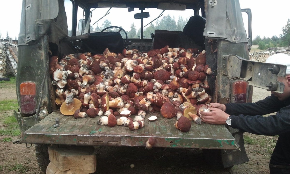 Урожай белых. Республика КОМИ (Источник ©bnkomi.ru автор Алексей Кинаш)