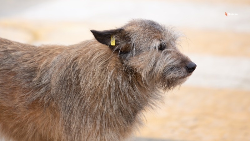      Фото: ИА «Победа26»