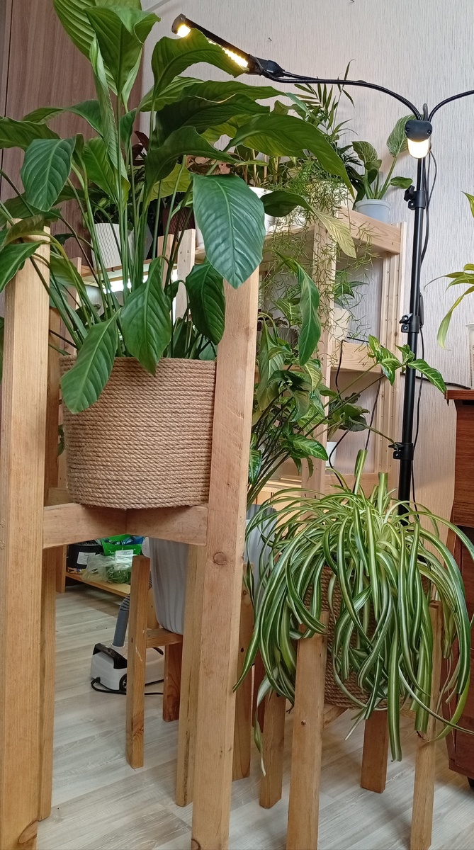 Эти подставки мне сделал мой муж из реек 4*5 по моему, а кашпо это обычное черное ведро из хозяйственного магазина, которое я обмотала джутовым шпагатом.