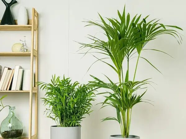   Пальмы для дома и офиса, AzaliaNow Вера Курилыч