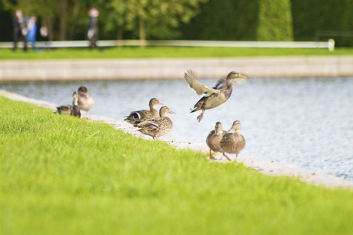Пытается, но не получается