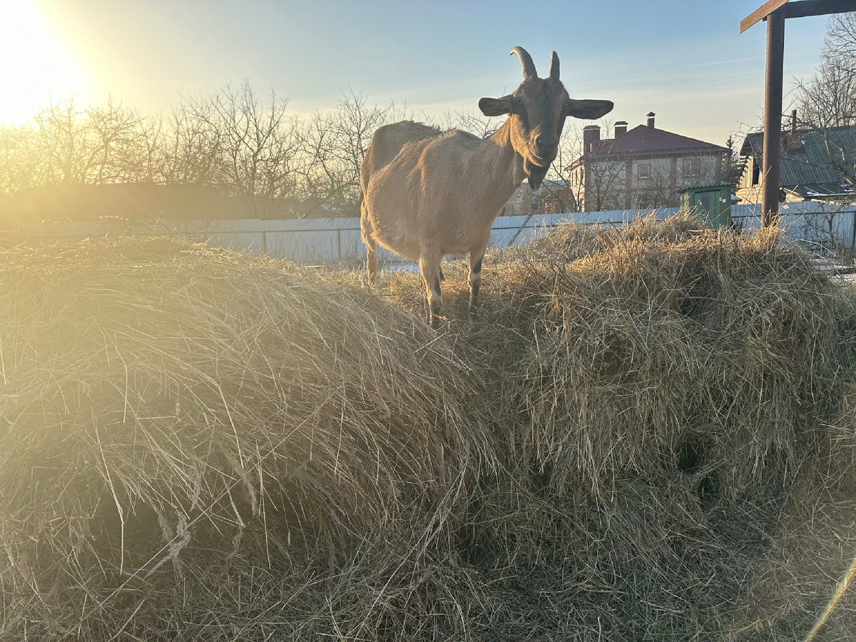 Ромашка на сене.