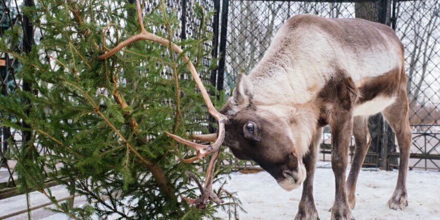   Почётная пенсионерка Пальмира живёт в отдельном вольере.Алёна Бобрович
