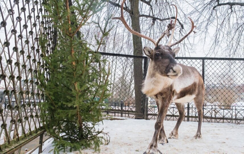    Самка северного оленя Пальмира.Алёна Бобрович