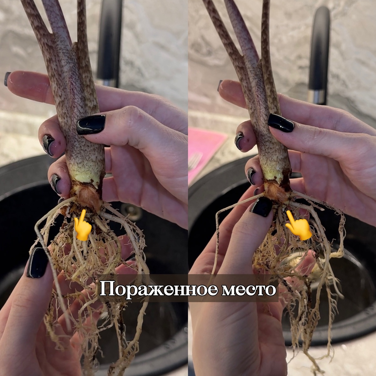 Пораженное место клубня алоказии Жаклин