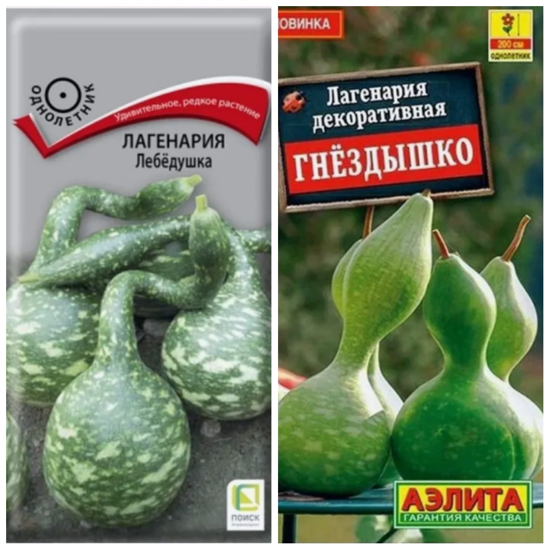 Семена есть в интернет магазинах.