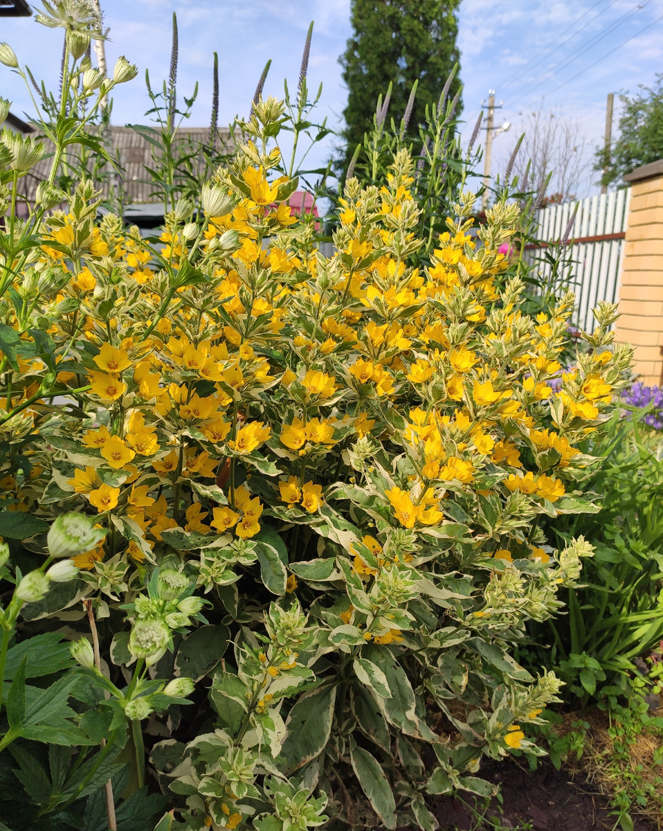 Вербейник точечный Александр