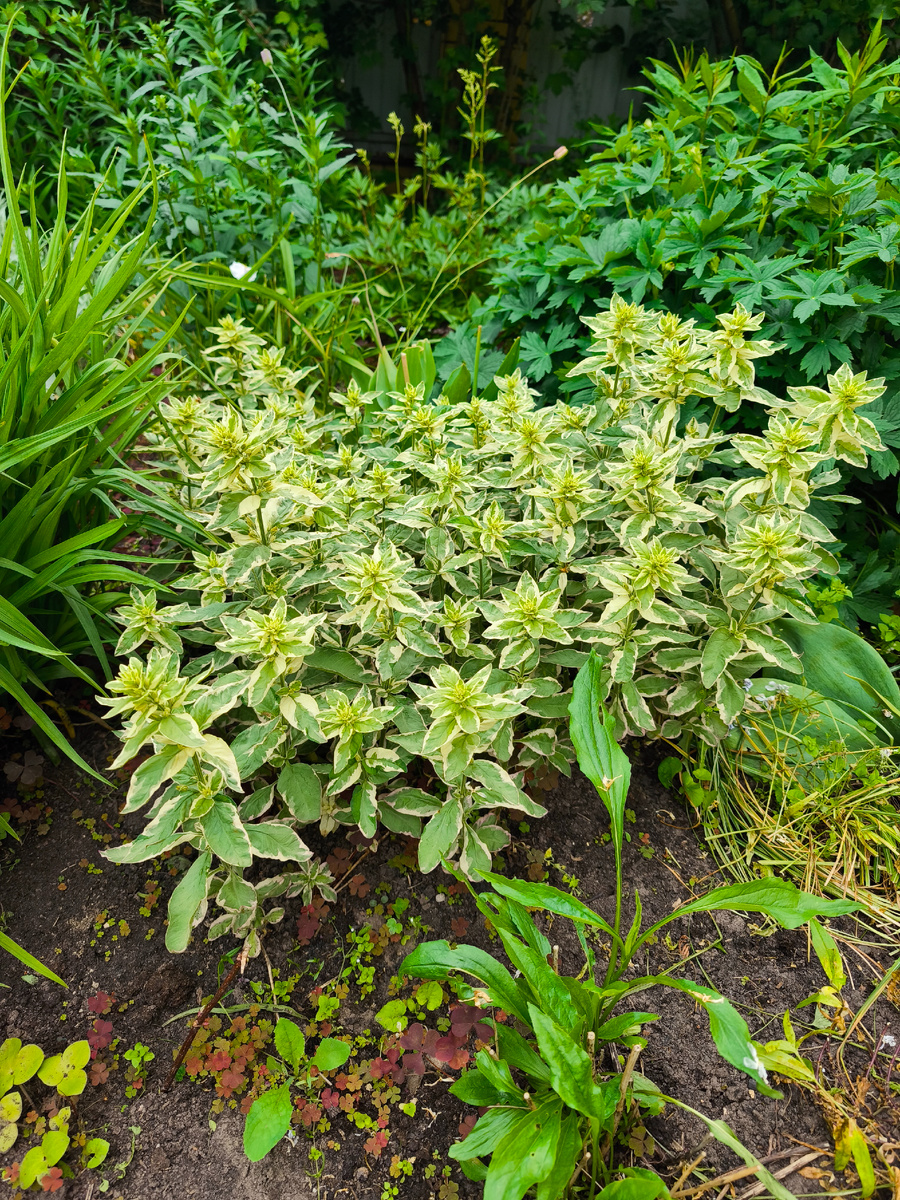 Вербейник точечный "Александр"