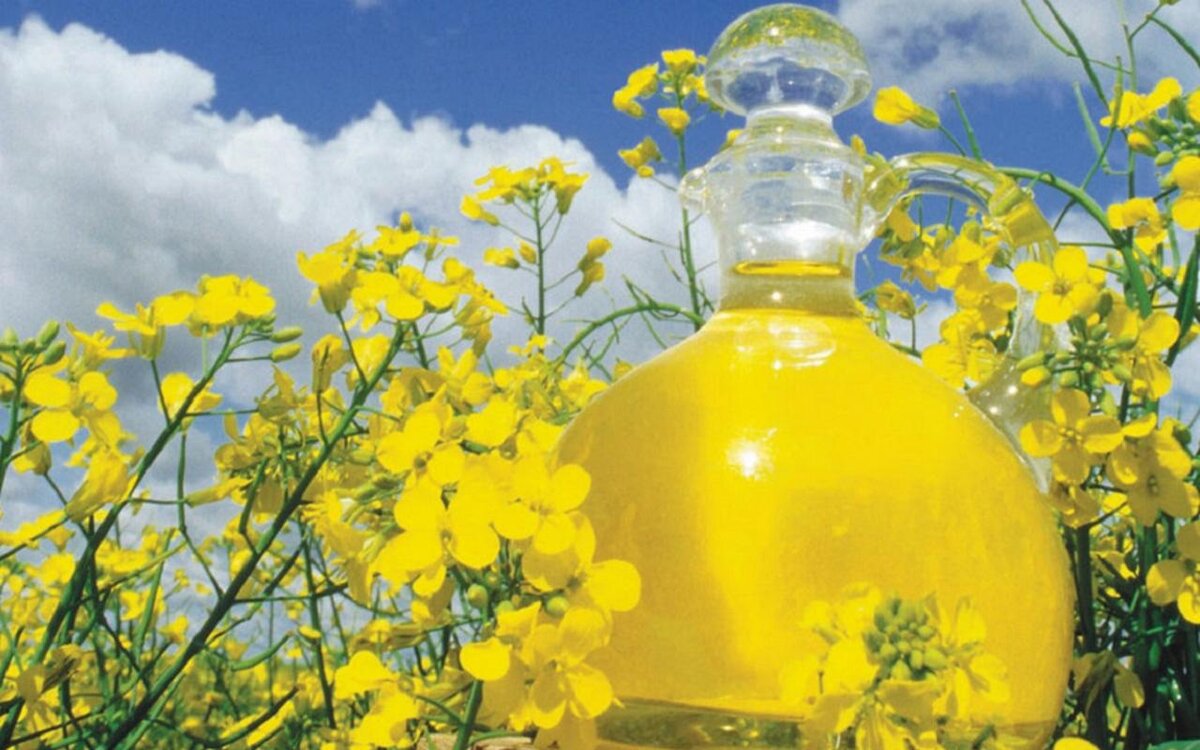    Экспорт рапсового масла из Липецкой области вырос в 25 раз Министерства сельского хозяйства Липецкой области