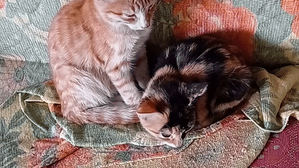 Два котёнка на диване