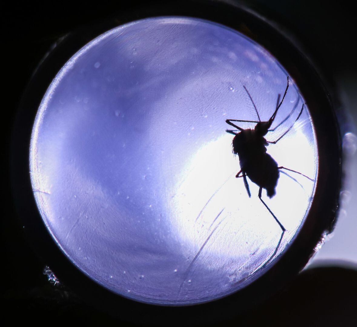     / Источник: © Cadu Rolim/Global Look Press