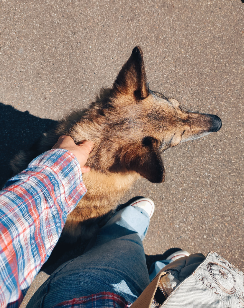 Наши собаки - наши ангелы 