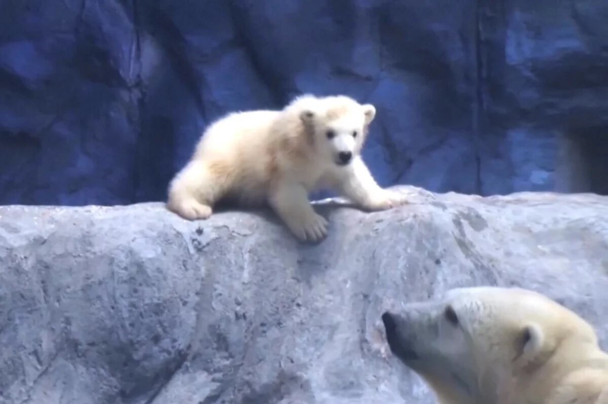    Родителям медвежонка настолько понравились условия в Бразилии, что они решили размножиться.