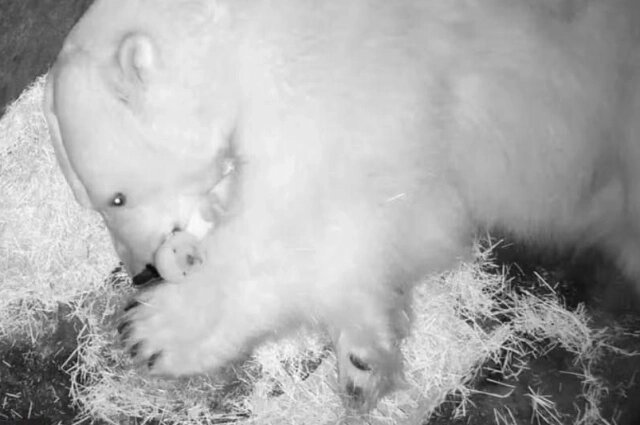    Медведица оказалась заботливой матерью, согревала малыша, прятала его в берлоге и не отходила ни на шаг. Фото:  АиФ