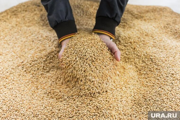 Китай ввел пошлины на американскую пшеницу. Фото: Вадим Ахметов © URA.RU