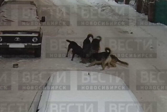 Давно не было трагедии? Бродячие псы снова кошмарят новосибирцев
