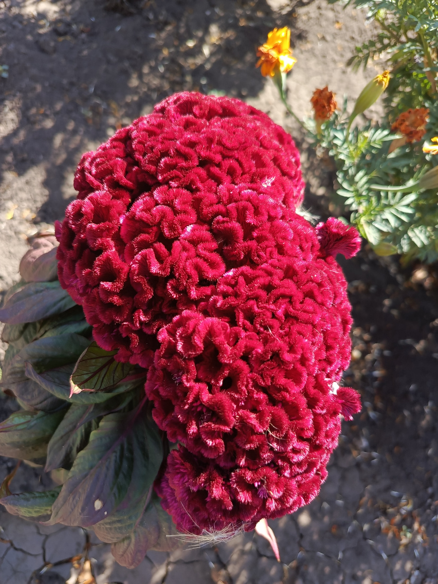 В естественной среде ... 