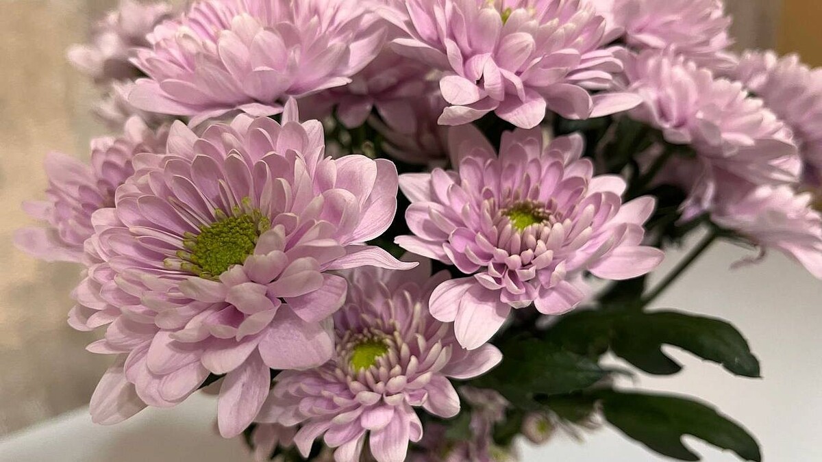    Фото: телеканал «Краснодар»