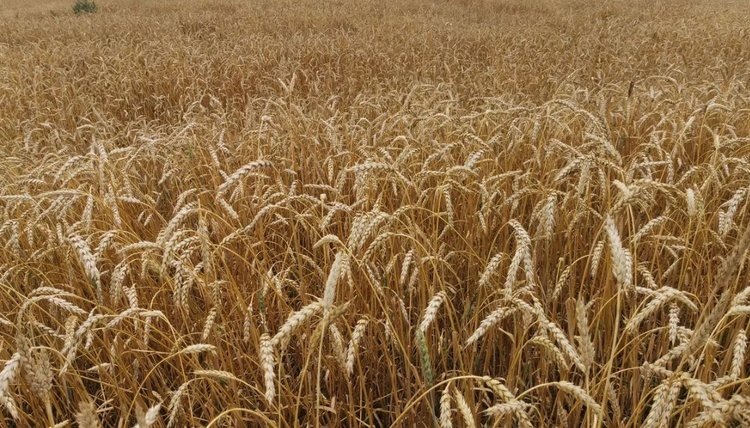    Российский урожай 2024: Росстат с комментариями Россельхозцентра по Ставропольской области