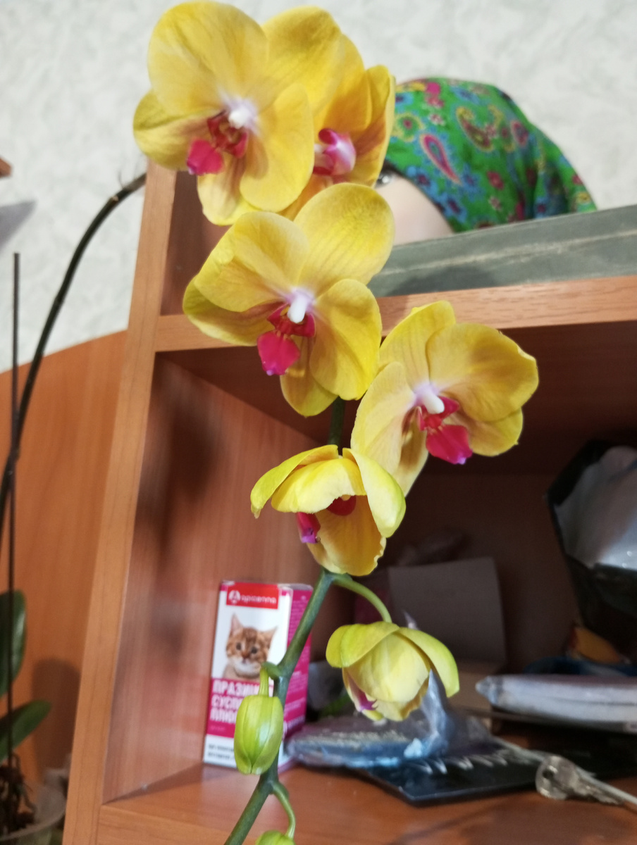 Фото автора статьи. Моя новая орхидея.