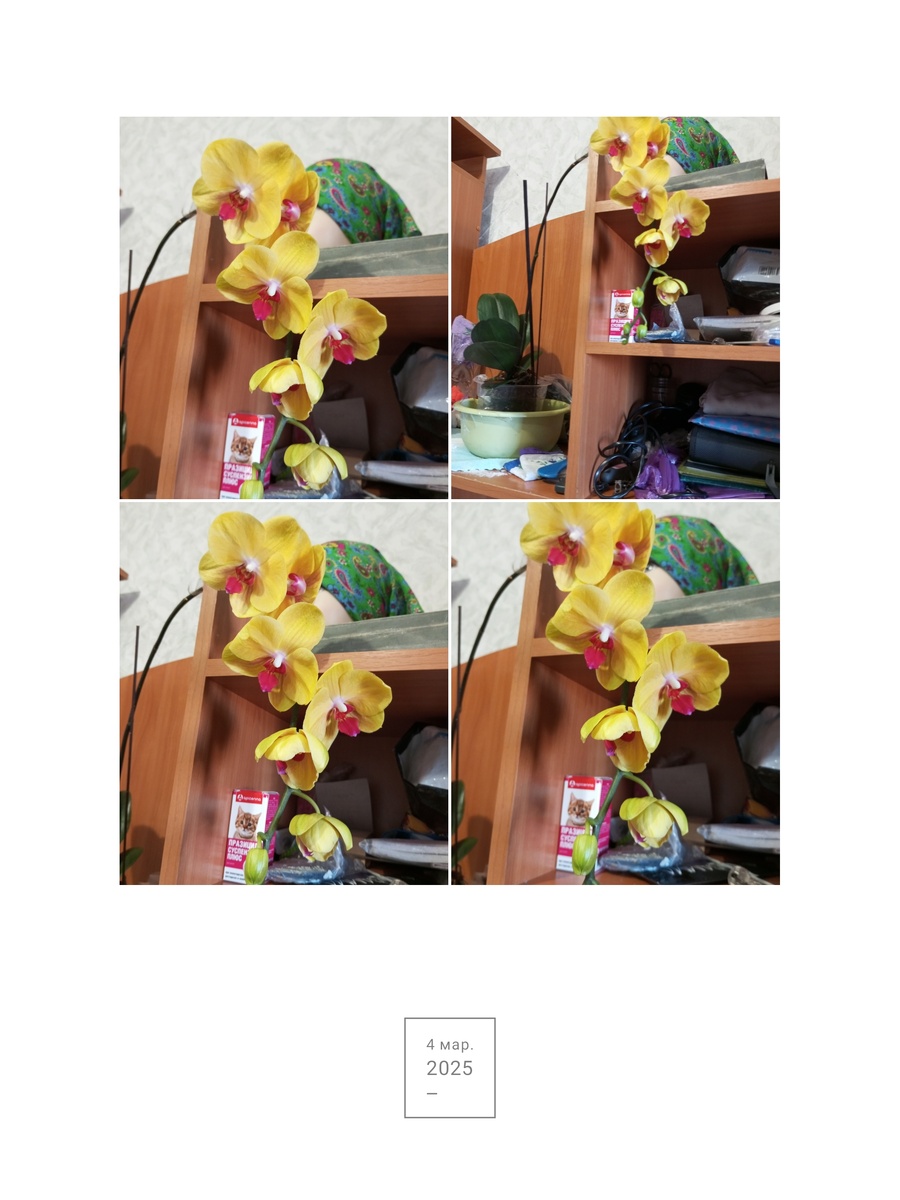 Вот такой коллаж, я сделала из нескольких фото(наивное мое искусство).Фото автора статьи.