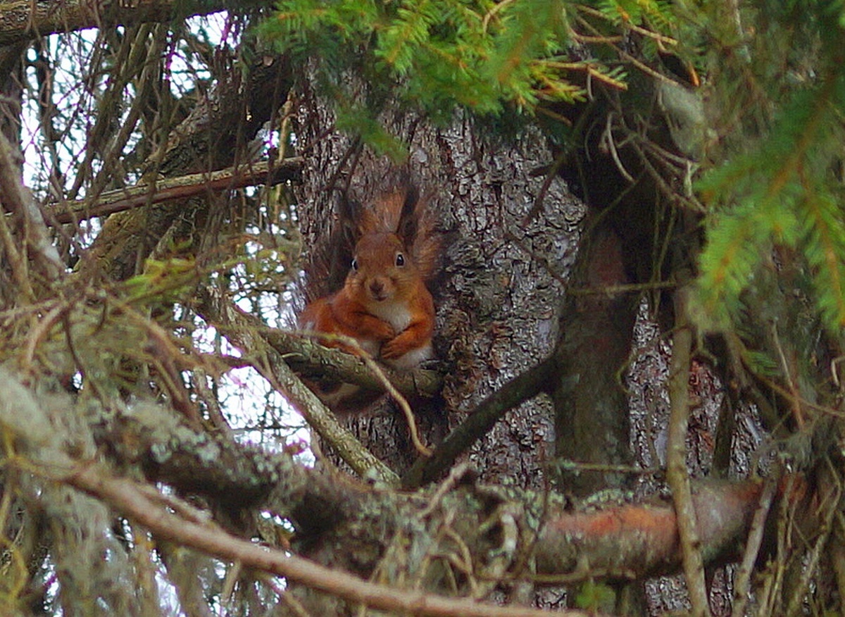    Белка. Фото: "Республика"/Максим Смирнов