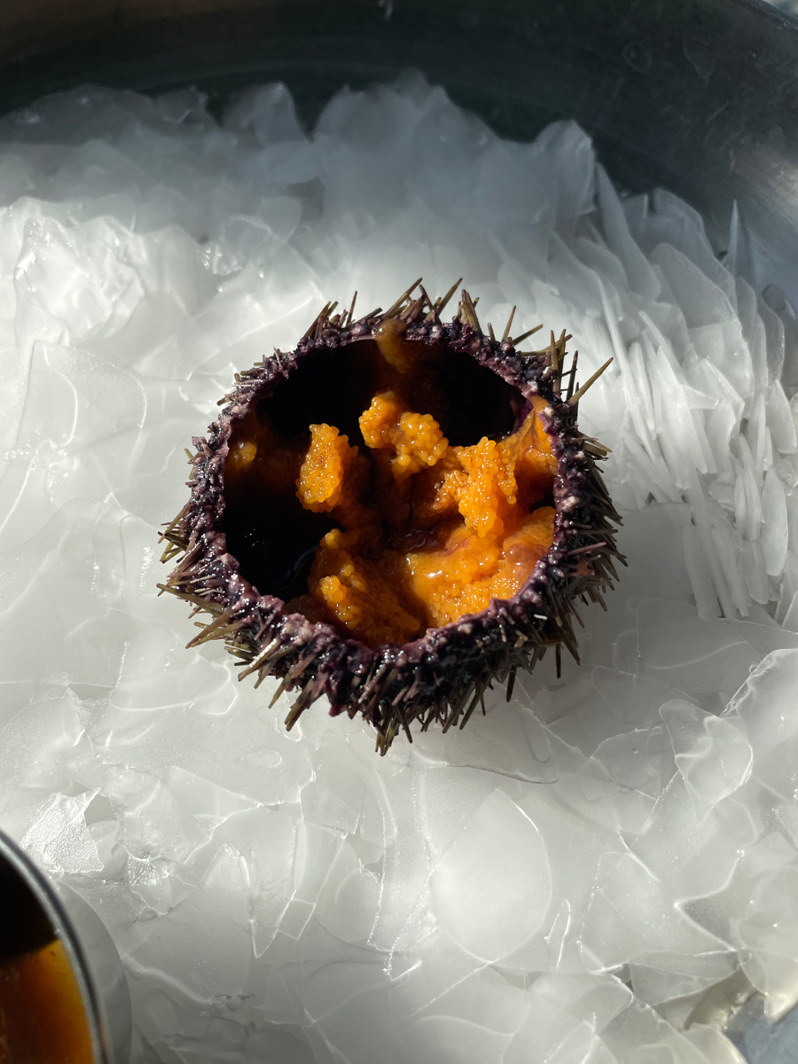 Открытый морской ёж