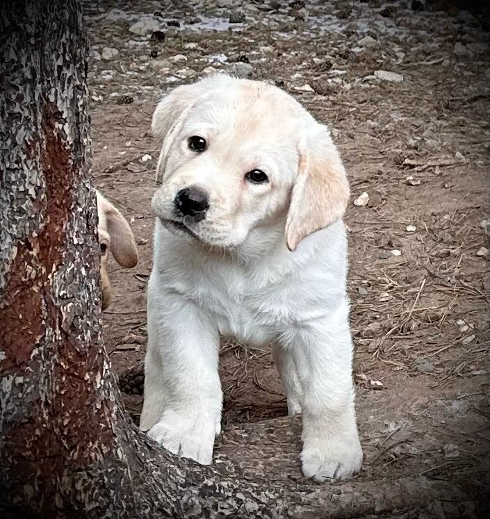 Щенок лабрадора, 2,5 месяца