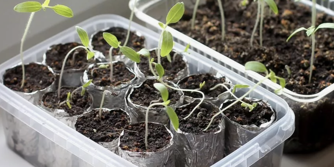 Пять распространённых ошибок, которые совершают новички при выращивании рассады.