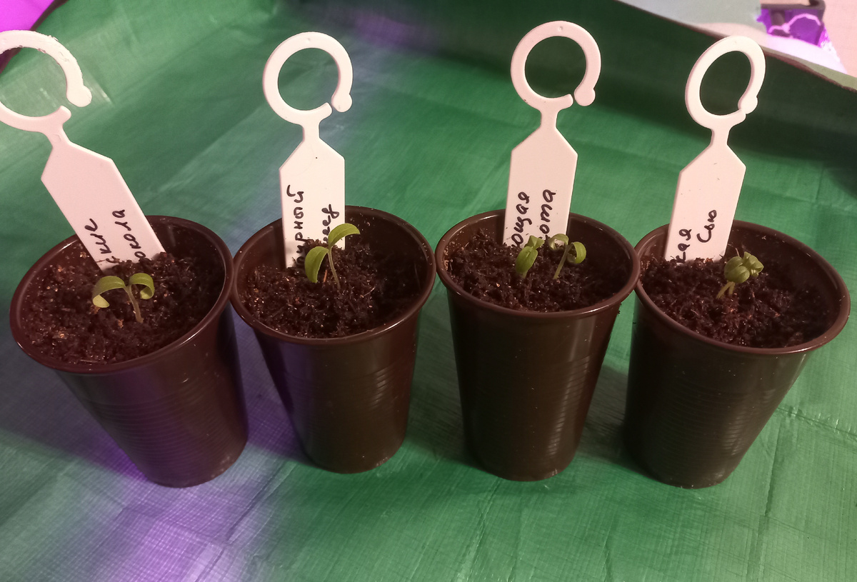 Решила в этом сезоне попробовать с гномами