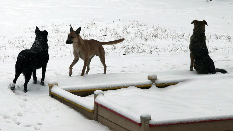 Фото: Юрий Стрелец / Коммерсантъ