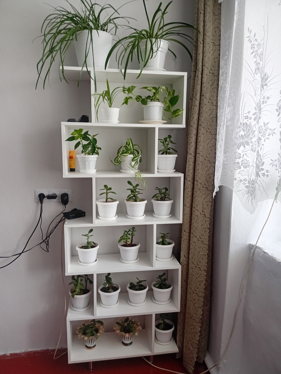 Стеллаж собирали с сыном. Прикрутили ножки, закрепили к стене и перетаскали комнатные растения 