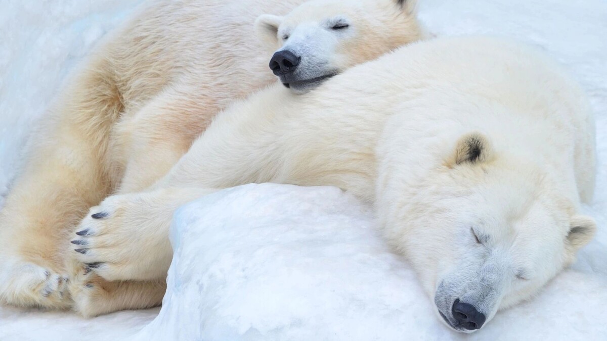    Фото: evaurban/Shutterstock/Fotodom