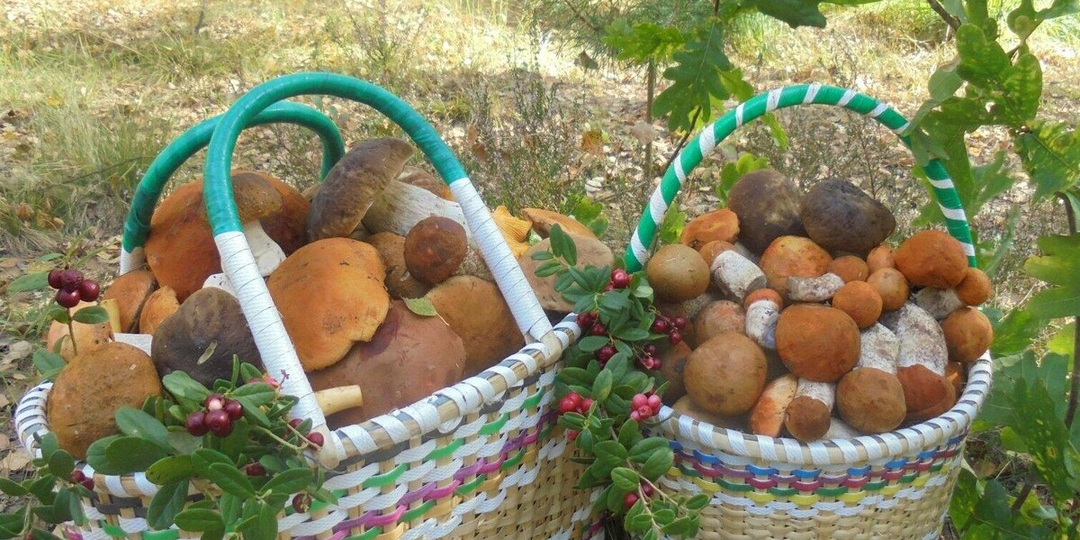 Это случилось на тихой охоте. Увлекательные истории от грибников