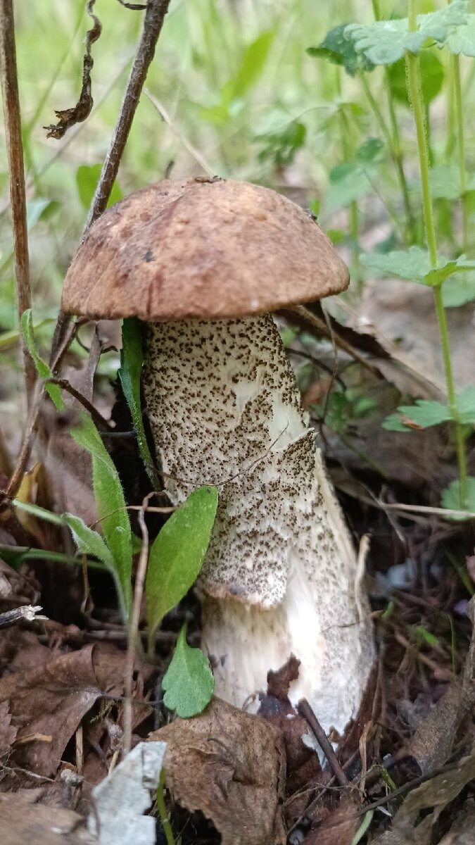 Подберёзовик на фото Галины Ш. 