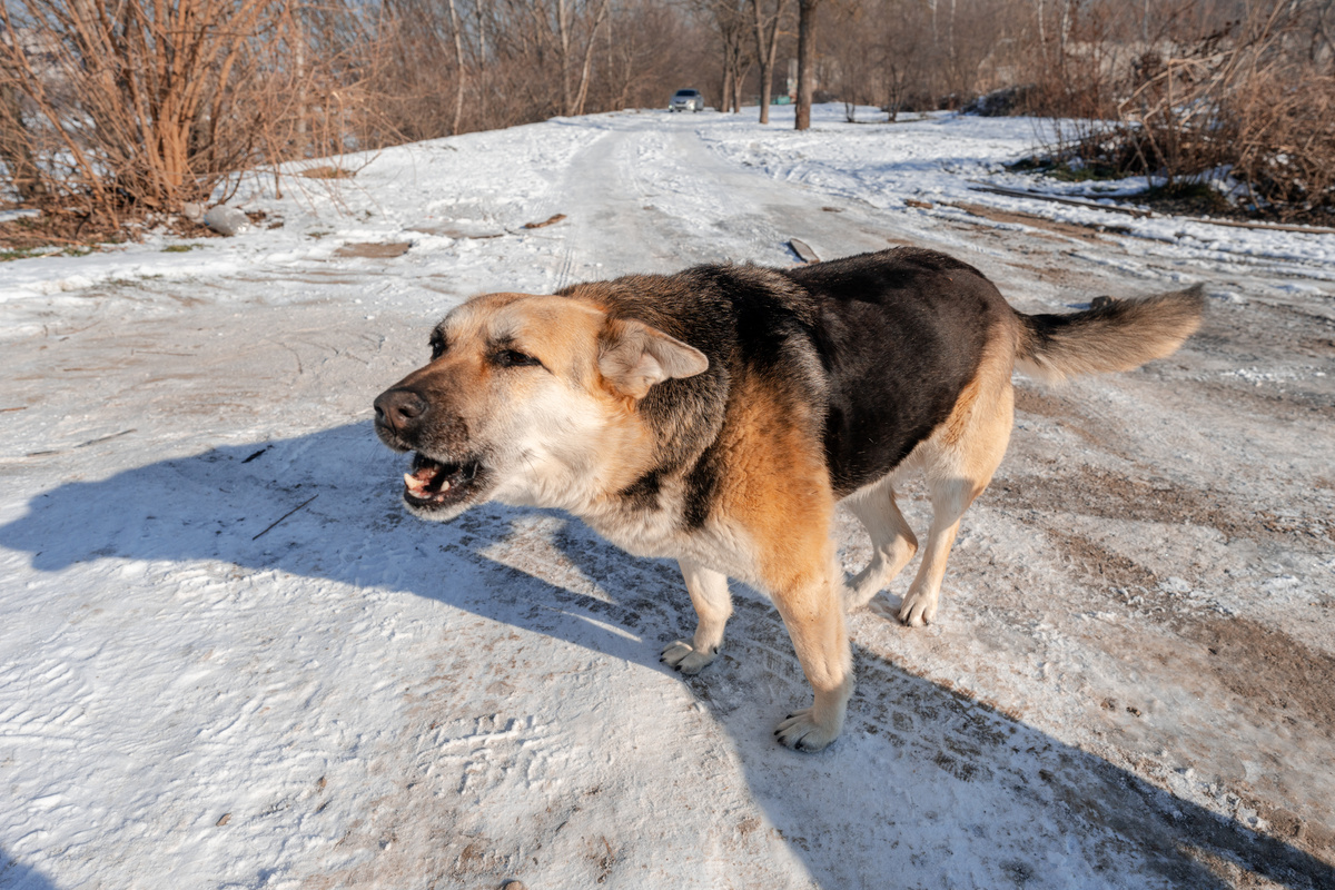 Собака лает. Фото: Геннадий Дьячук