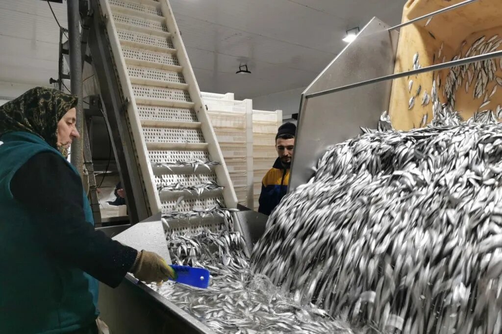 Дагестанские предприятия делают лишь первичную переработку рыбы. // Фото: dagpravda.ru