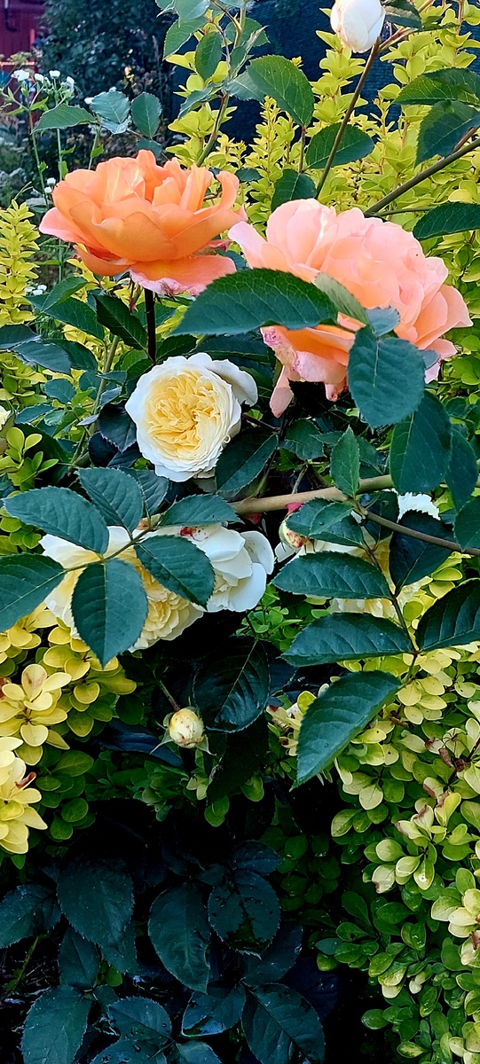 Зп Пилгрим (остинка) и Луи де Фюнес (ч/г роза).