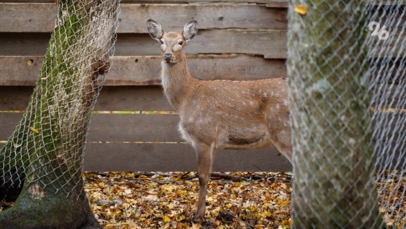      Фото: ИА «Победа26»