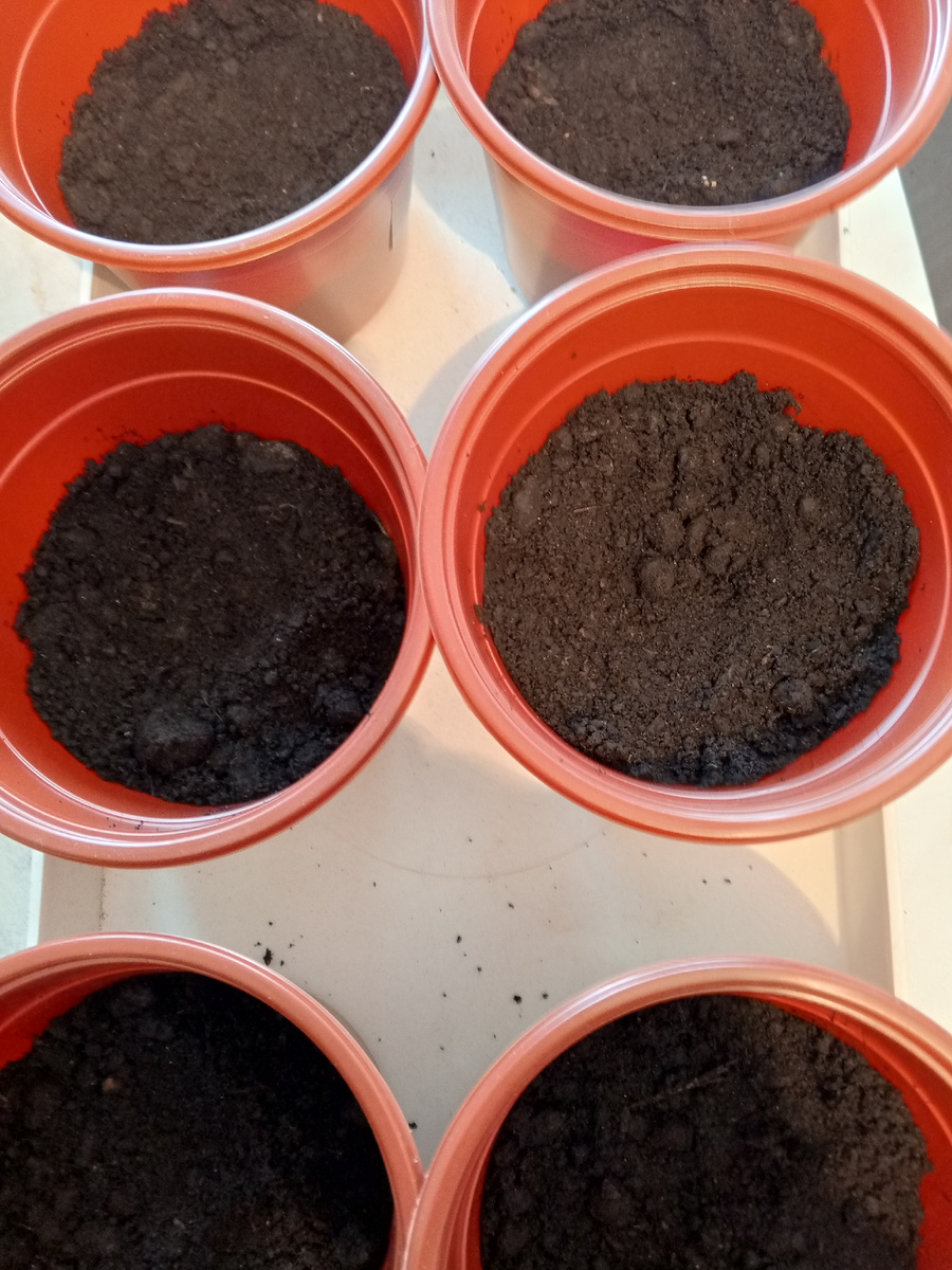 Землю в горшки насыпаю чуть больше половины для того чтобы потом досыпать по мере роста томатов. Горшки нынче приобрела литровые для томатов так как выращиваю только высокие помидоры.