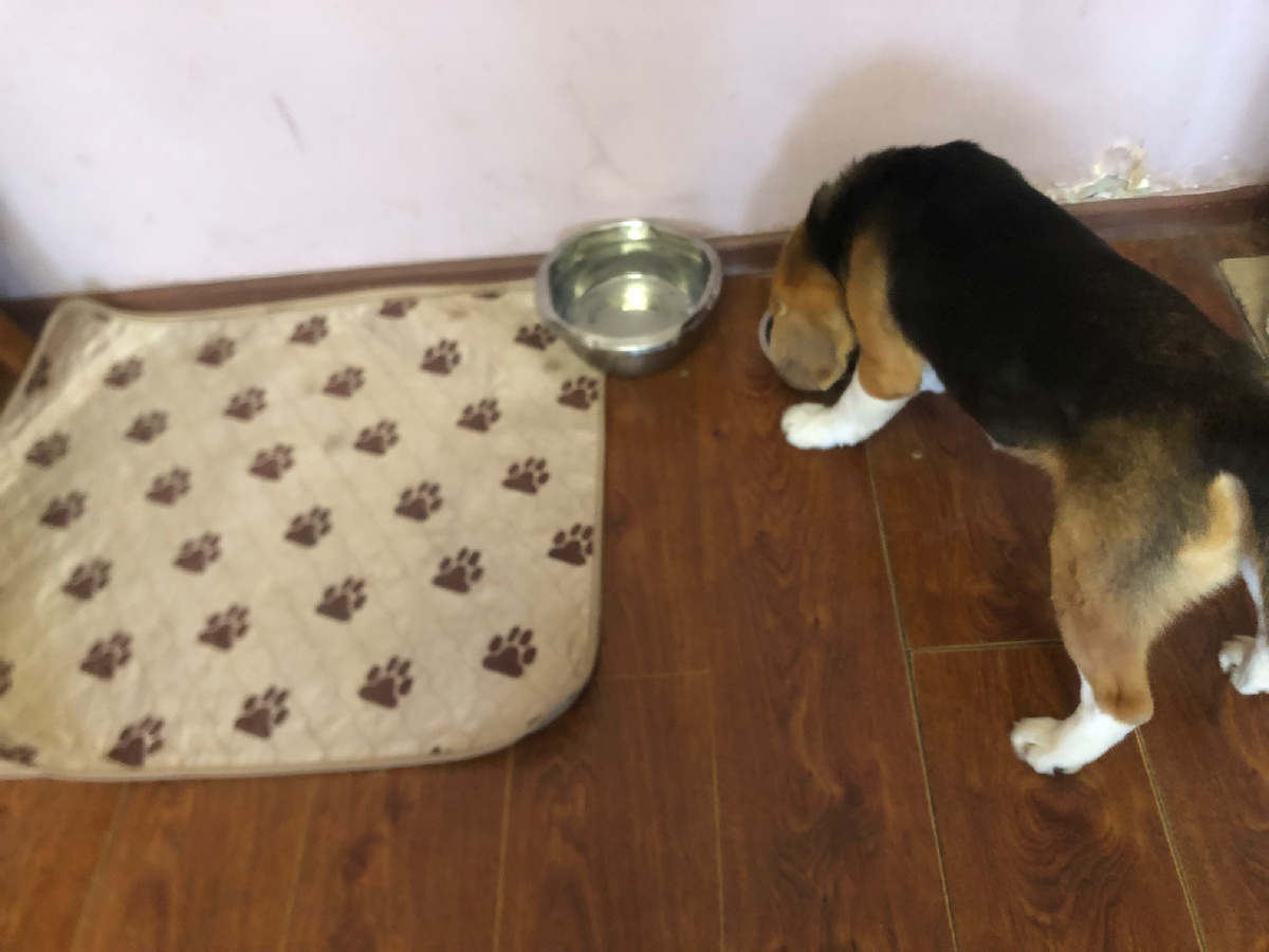 Первый завтрак в новом доме. Фотоиллюстрации к статье автора.